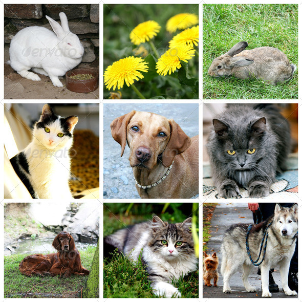 Collage of animals - cat dog rabbit