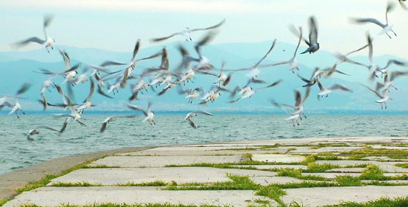 Seagulls Seagulls