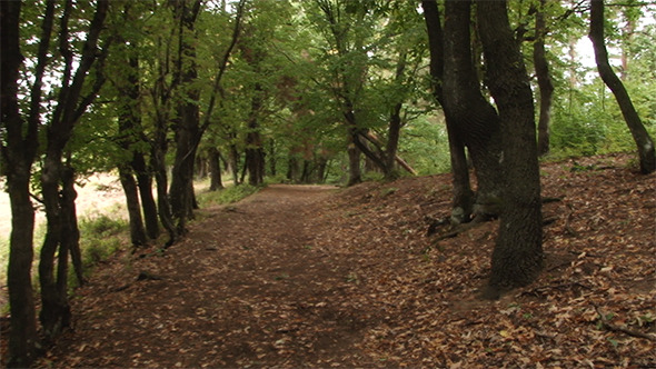 Walking Through the Woods Walking Through the Woods