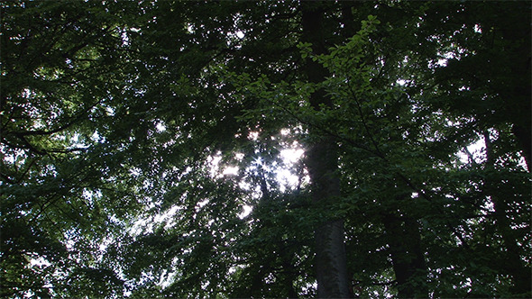 Zooming Magical Lights in the Trees Zooming Magical Lights in the Trees