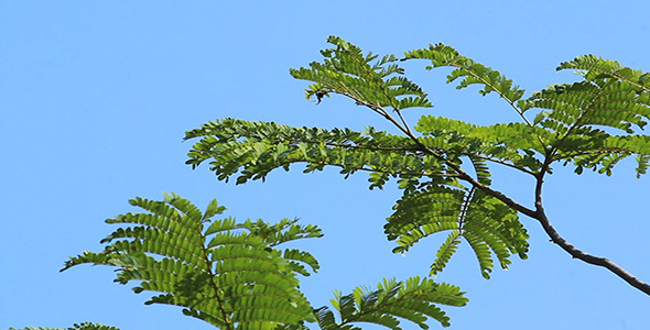 Blue Sky Green Leaves Blue Sky Green Leaves