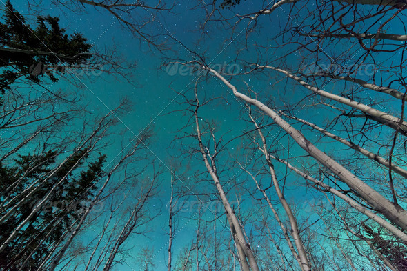 Green swirls of Northern Lights over boreal forest - Stock Photo - Images