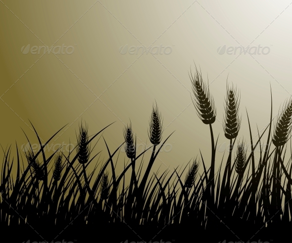 Field of Wheat Field of Wheat