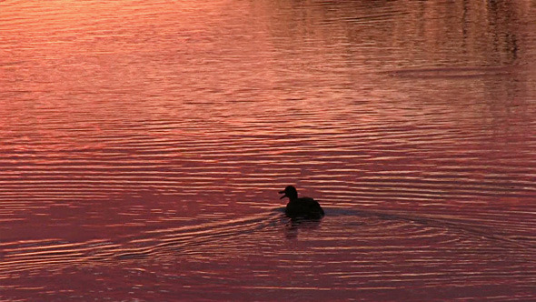 Duck Floats On The Surface Of The Water Duck Floats On The Surface Of The Water