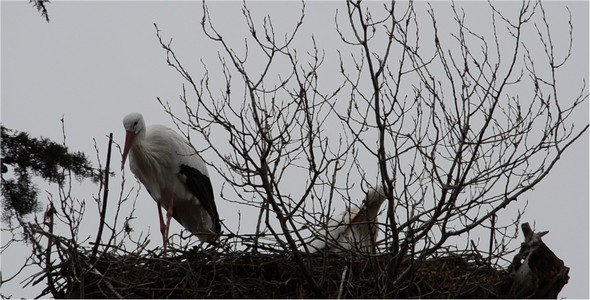 Stork Stork