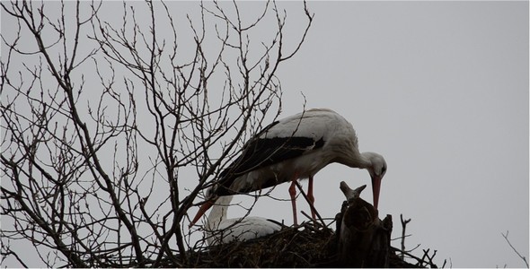 Stork 2 Stork 2