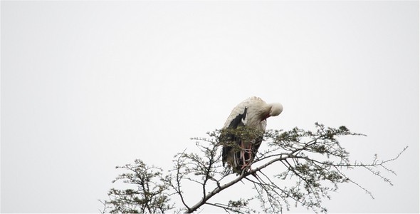 Stork 7 Stork 7