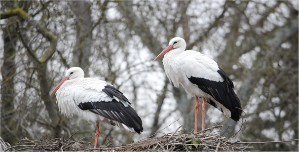 Stork 10 Stork 10