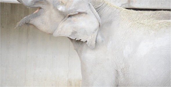 Elephant Elephant