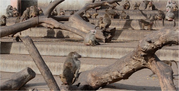 Monkey Monkey