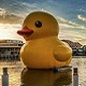 duckz
