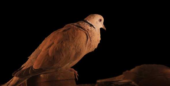 Dove Cooing Dove Cooing