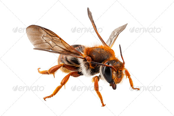Bee Anthidium sticticum - Stock Photo - Images