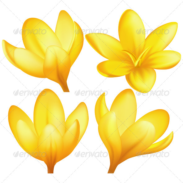 Vector Yellow Crocuses Vector Yellow Crocuses