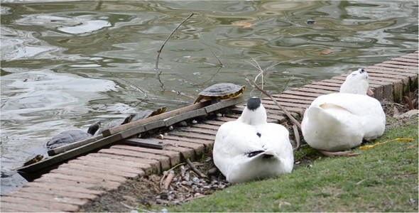 Turtle 2 Turtle 2