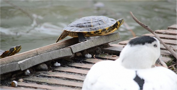 Turtle 3 Turtle 3