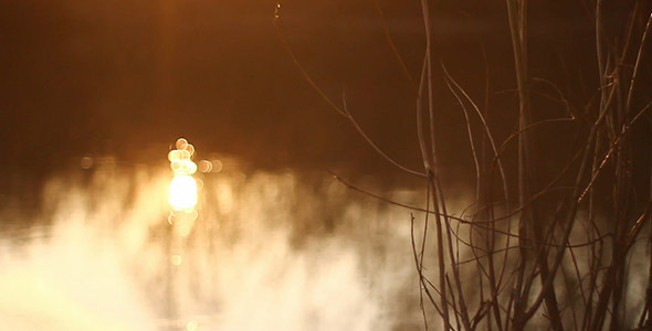 Bush Branches Sunshine Bokeh In River Water Bush Branches Sunshine Bokeh In River Water