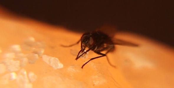 House Fly Sucking On Sugar Crystal 2 House Fly Sucking On Sugar Crystal 2