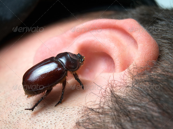 Bug in the ear