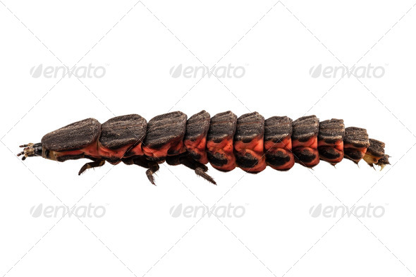 Firefly Nyctophila reichii - Stock Photo - Images