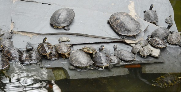 Turtle 6 Turtle 6