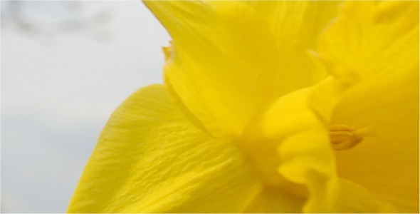 Flower Flower