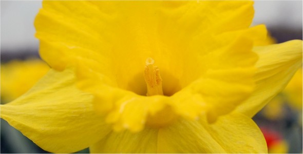 Flower 3 Flower 3