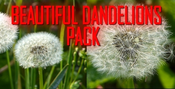 Beautiful Dandelions Pack Beautiful Dandelions Pack