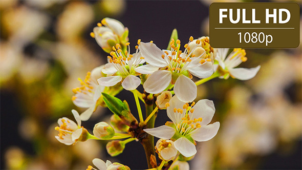 Wild Plum Flowering Wild Plum Flowering