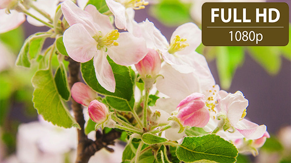 Apple Flower Blossoms Apple Flower Blossoms