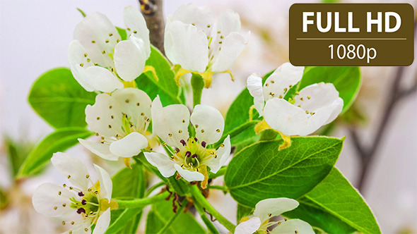 Pear Flower Blossoming Pear Flower Blossoming