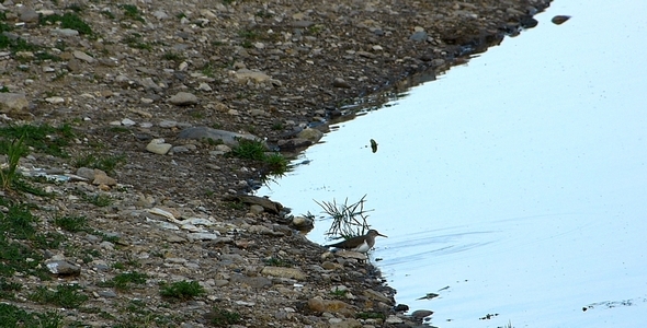Common Sandpiper Actitis Hypoleucos Common Sandpiper Actitis Hypoleucos