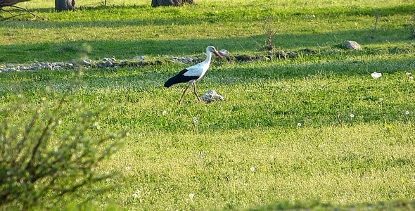 Stork Ciconia 2 Stork Ciconia 2