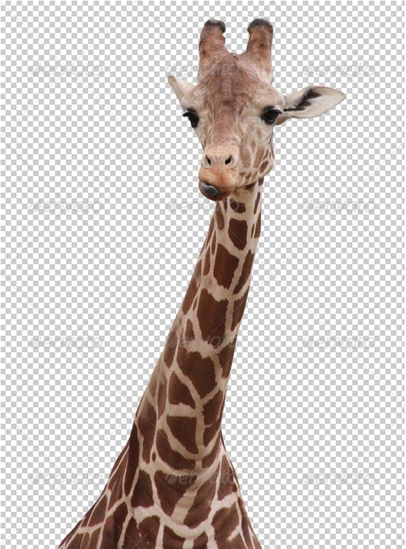 Giraffe transparency Giraffe transparency