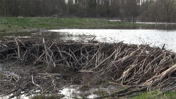 Beaver Dams Beaver Dams