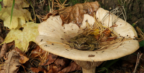 Frog In A Mushroom Frog In A Mushroom