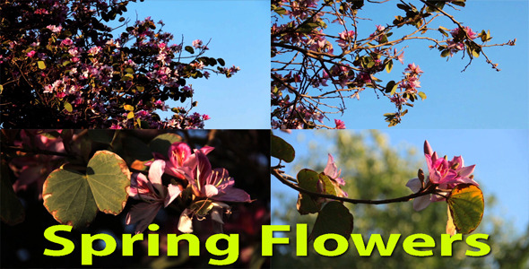 Spring Flowers Pack Spring Flowers Pack