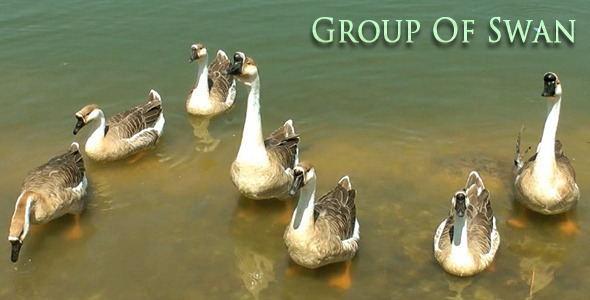 Group of Swans Group of Swans