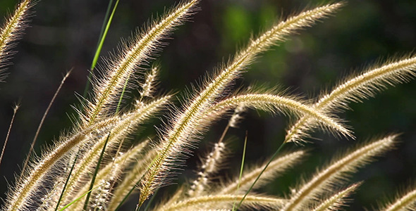 Lalang Grass 2 Lalang Grass 2