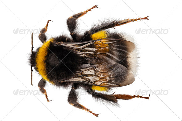 Bumblebee Bombus terrestris - Stock Photo - Images
