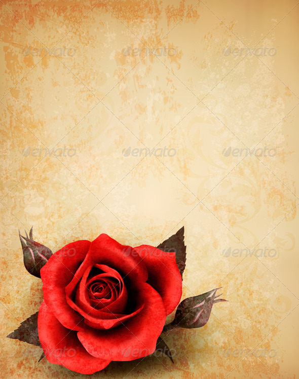 Big Red Rose on Old Paper Background