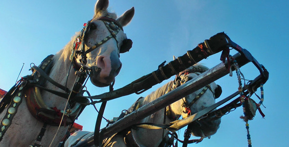 Horse Horse