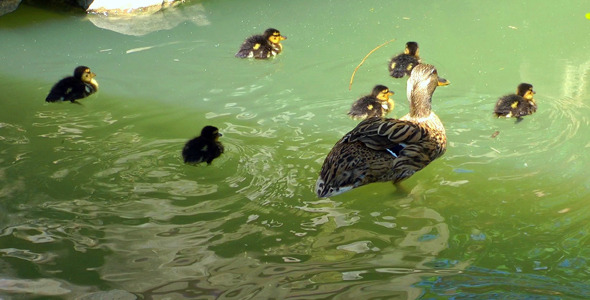 Duck Family Duck Family