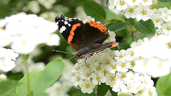 Butterfly Extract Pollen of Flowers Butterfly Extract Pollen of Flowers