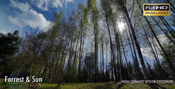 Forrest & Sun Time Lapse Forrest & Sun Time Lapse