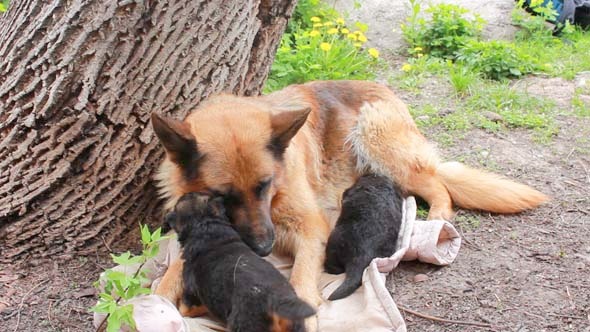 Dogs 8 Dogs 8