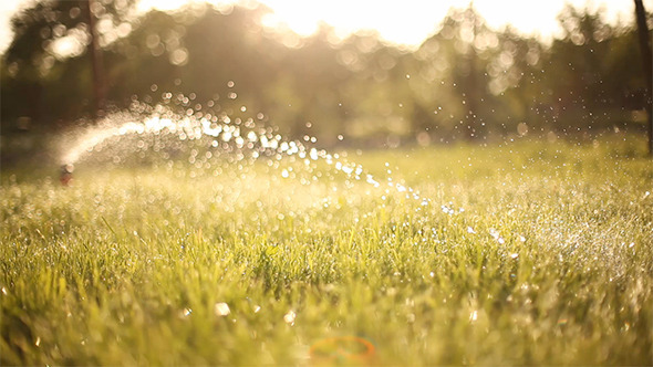 Watering The Lawn Watering The Lawn