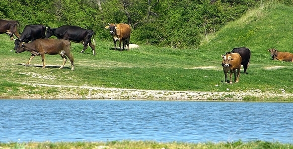 Herd of Cows Herd of Cows
