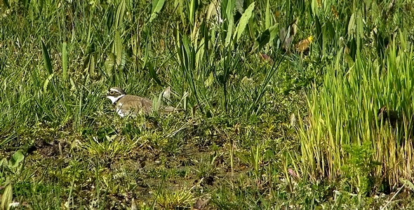Little Ringed Plover Charadrius Dubius 2 Little Ringed Plover Charadrius Dubius 2