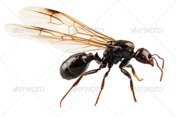 Lasius niger winged - Stock Photo - Images